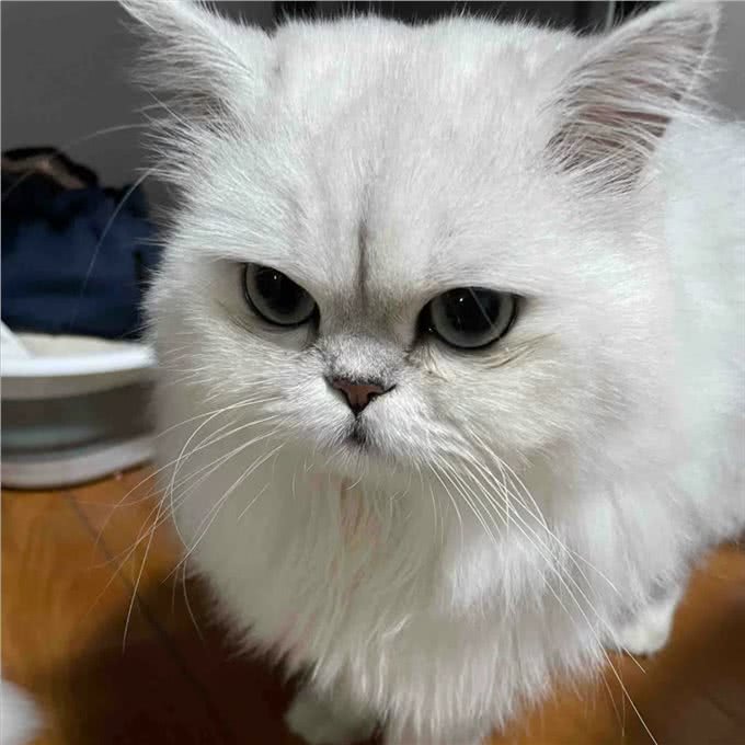 每日识猫:金吉拉猫,一种独特的猫咪品种