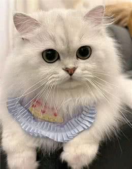 每日识猫：金吉拉猫，一种独特的猫咪品种