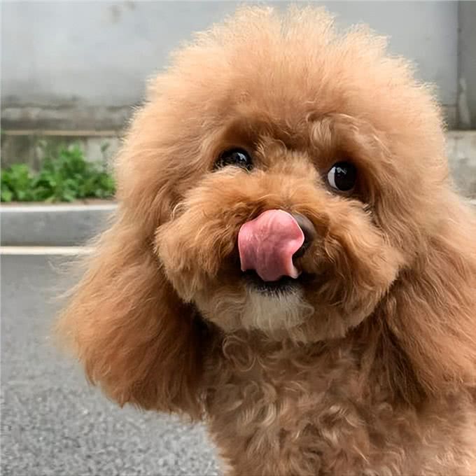 泰迪这几个特征，说明它不聪明，你家的占了几个?