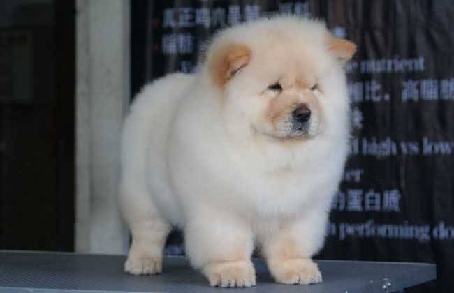 松狮犬，养的人很少，理由有5个!