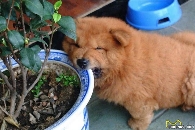 松狮犬，养的人很少，理由有5个!