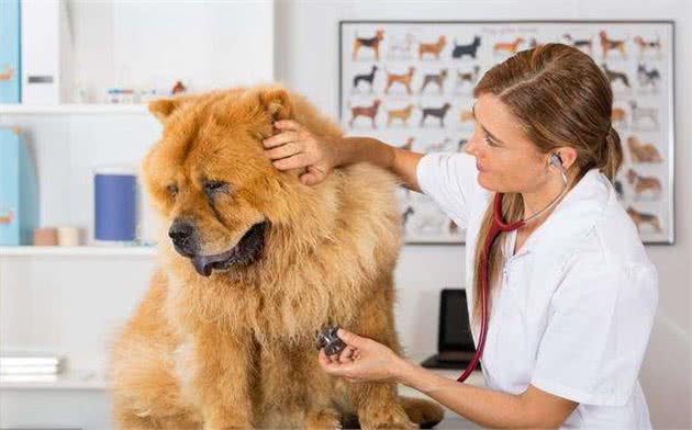松狮犬，养的人很少，理由有5个!