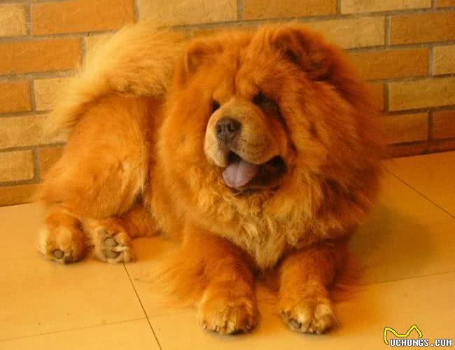松狮犬，养的人很少，理由有5个!