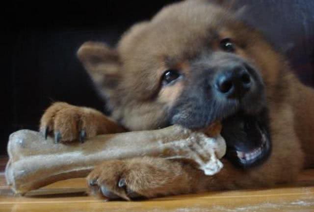 松狮犬，养的人很少，理由有5个!