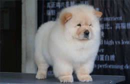 松狮犬，养的人很少，理由有5个!