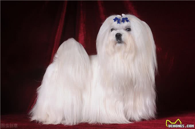 六大长寿的狗狗，最高可活17年，有你家的吗