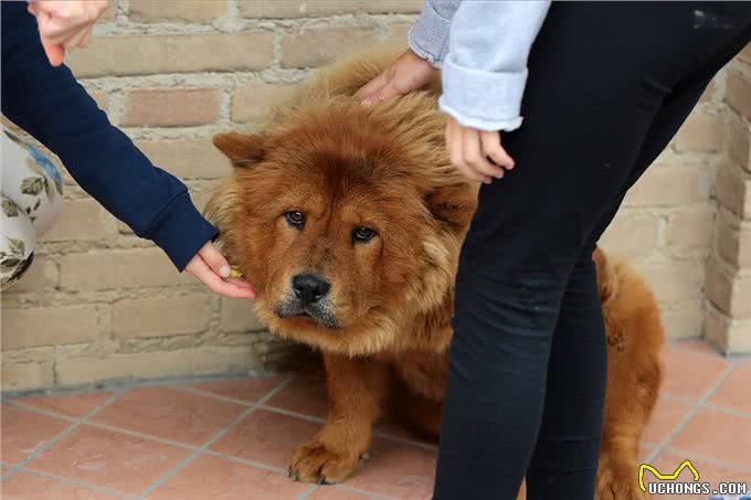 松狮犬挑食厉害怎么办?这些办法，铲屎官可以尝试一下