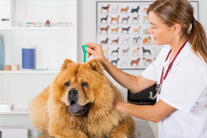 松狮犬挑食厉害怎么办?这些办法，铲屎官可以尝试一下