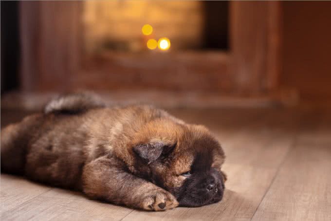 松狮犬挑食厉害怎么办?这些办法，铲屎官可以尝试一下