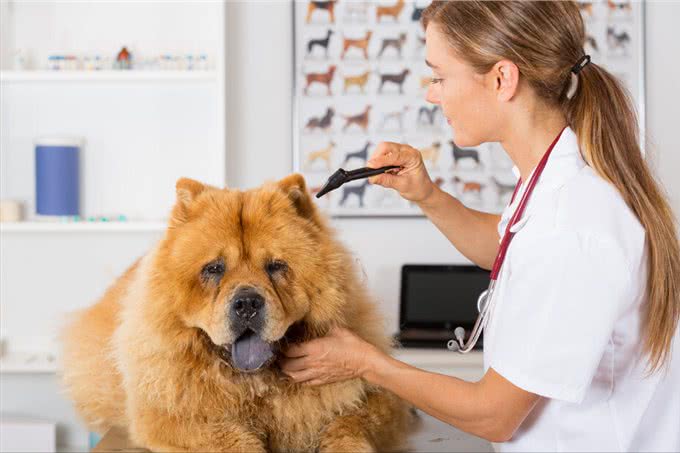 松狮犬挑食厉害怎么办?这些办法，铲屎官可以尝试一下