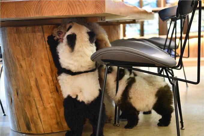 松狮犬挑食厉害怎么办?这些办法，铲屎官可以尝试一下