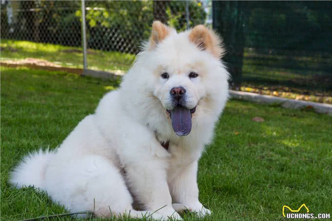 松狮犬挑食厉害怎么办?这些办法，铲屎官可以尝试一下
