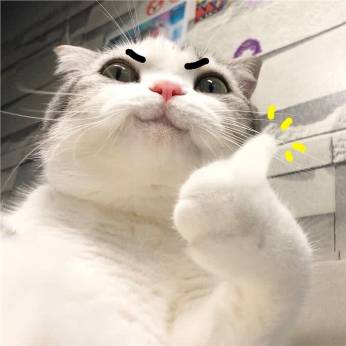 这5种猫咪,几天不洗澡,身上还是香喷喷的