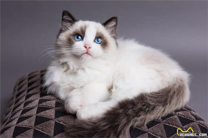 这5种猫咪,几天不洗澡,身上还是香喷喷的