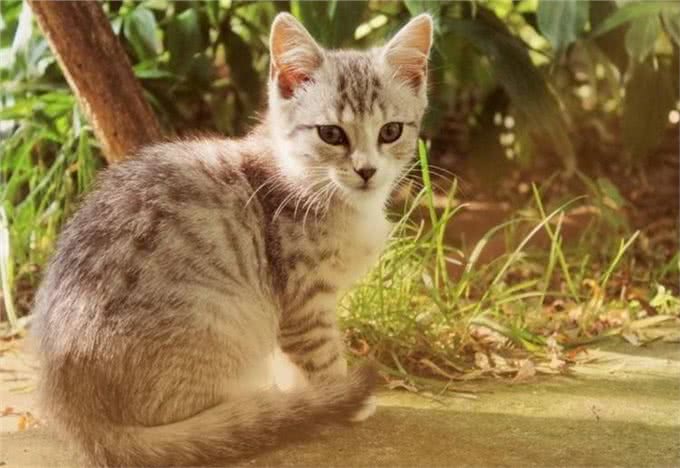 这5种猫咪,几天不洗澡,身上还是香喷喷的