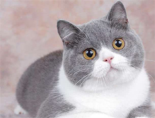 这5种猫咪,几天不洗澡,身上还是香喷喷的