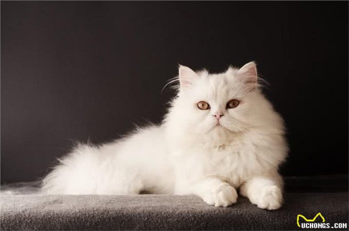 这5种猫咪,几天不洗澡,身上还是香喷喷的