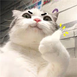 这5种猫咪，几天不洗澡，身上还是香喷喷的