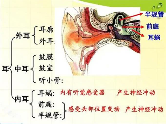 国庆出游虽开心，但也要注意狗狗晕车问题，提前适应训练是关键