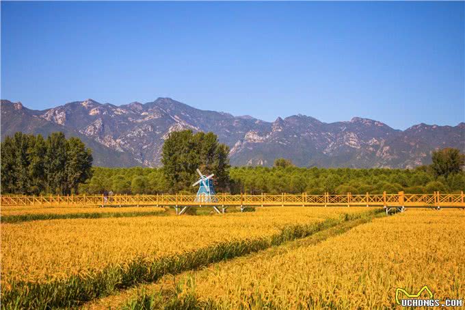 带上宠物逛公园,盘点北京可以带狗去的7个景点,出行前做好攻略