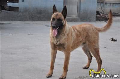马犬皮肤病有哪些?如何控制皮肤病?