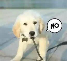 给犬打疫苗可以预防什么疾病?