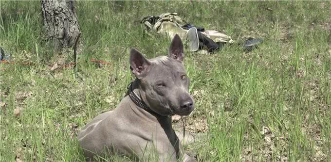 狩猎野兽的神秘猛犬，被德国封尘百年，至今禁止出口