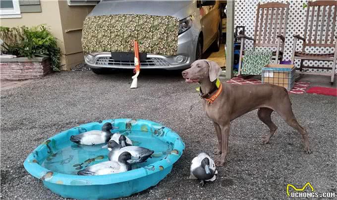 狩猎野兽的神秘猛犬，被德国封尘百年，至今禁止出口