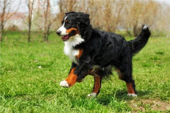 伯恩山犬寿命真的短吗,伯恩山犬为什么寿命短,伯恩山犬寿命多长