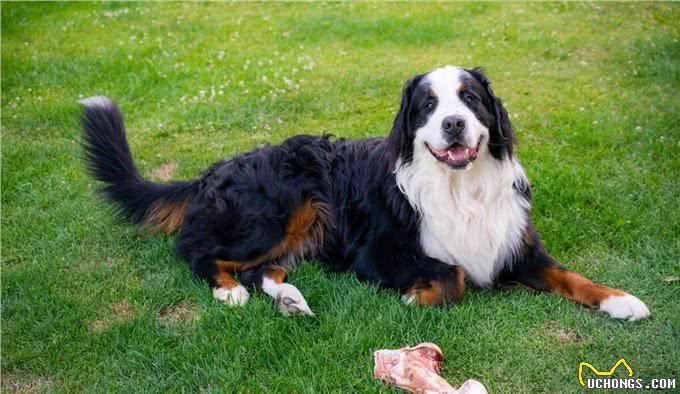 伯恩山犬寿命真的短吗,伯恩山犬为什么寿命短,伯恩山犬寿命多长