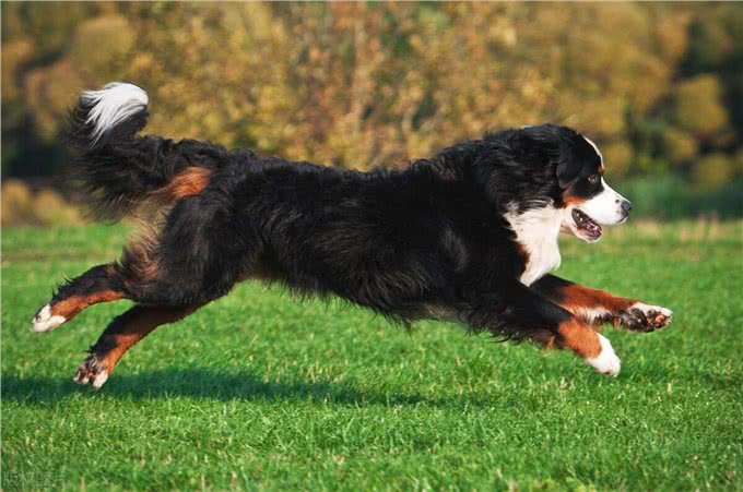 伯恩山犬寿命真的短吗,伯恩山犬为什么寿命短,伯恩山犬寿命多长