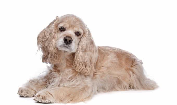 饲养可卡犬要注意什么