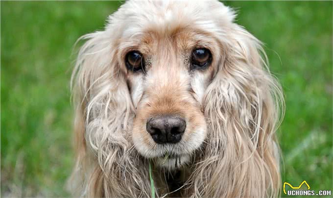 饲养可卡犬要注意什么