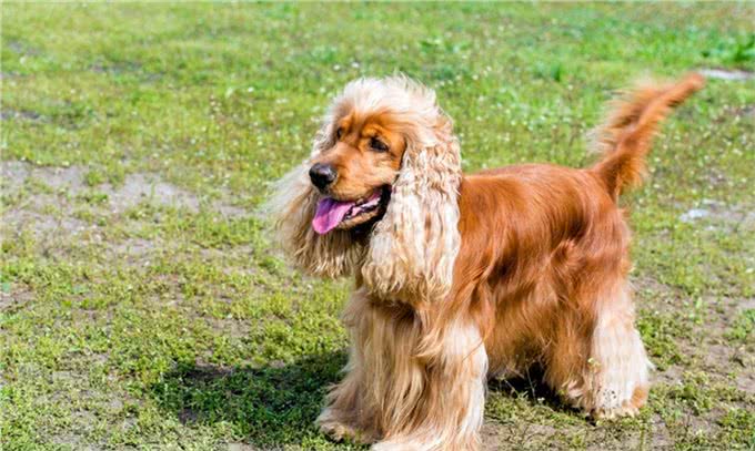 饲养可卡犬要注意什么