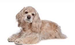 饲养可卡犬要注意什么