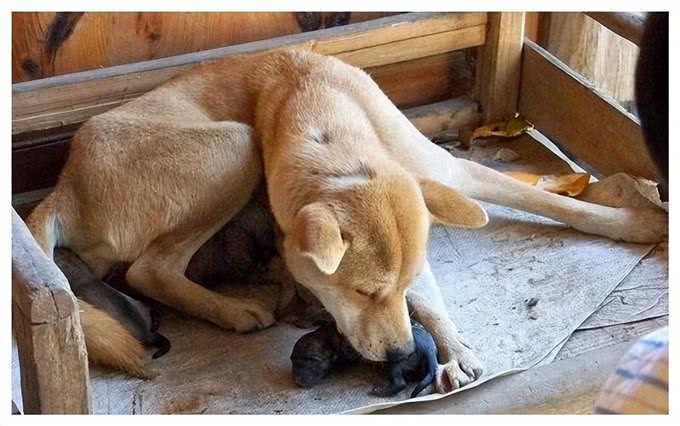 狗狗舔人有这些含义，不了解真的容易误会