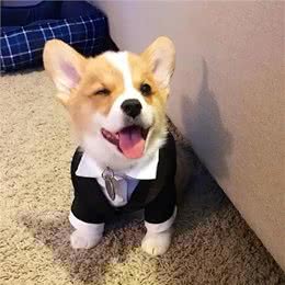 柯基犬价格多少钱一只?纯种的柯基怎么看品相?