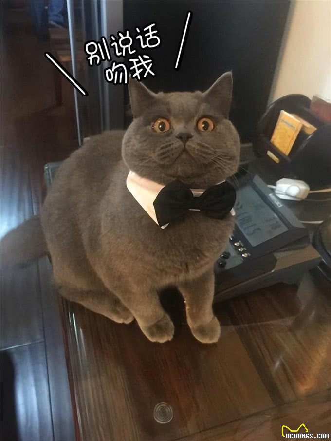 真心爱蓝猫，就不要对它做这6件事