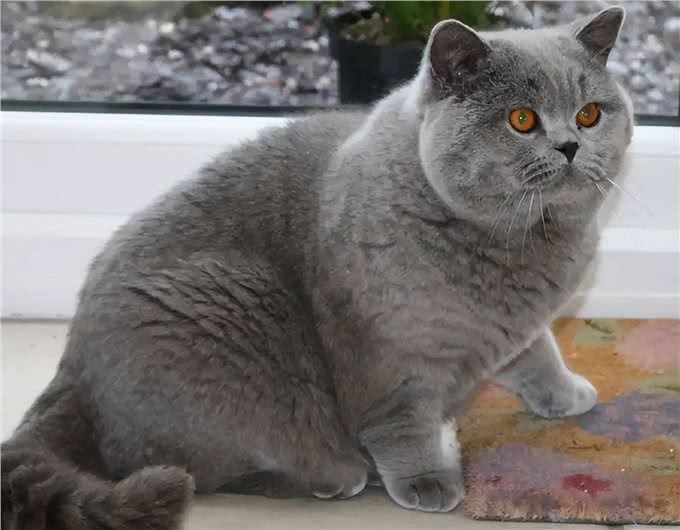 真心爱蓝猫，就不要对它做这6件事