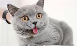 真心爱蓝猫，就不要对它做这6件事