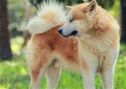 日本的秋田犬可以打得过土佐犬吗?到底其战斗力如何?