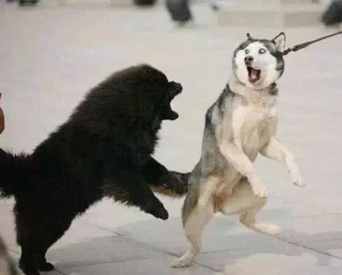 遇到危险时，狗狗会保护主人么?