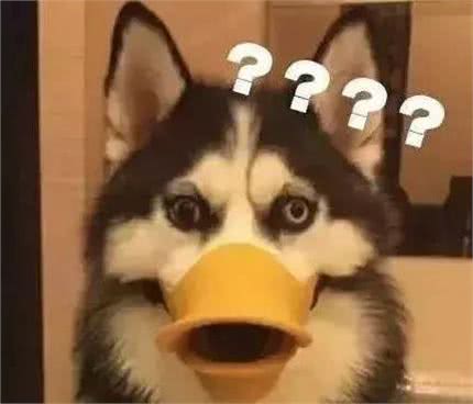 遇到危险时，狗狗会保护主人么?