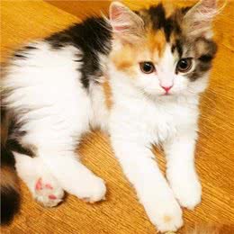 三花猫为什么这么多人养?有颜值有智商，很难不爱