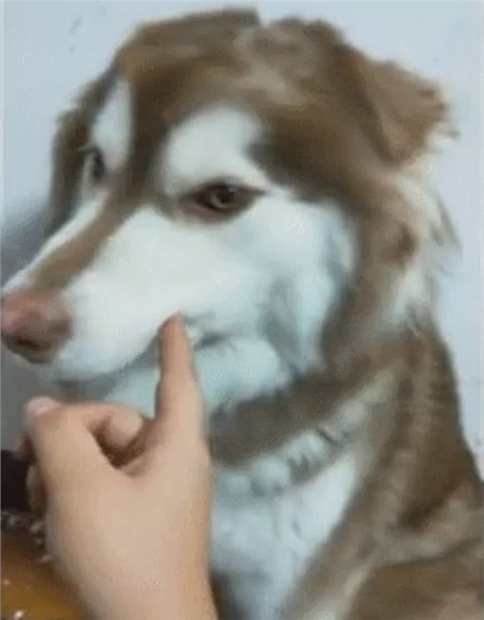 减肥光靠运动没效果?不如动用一下狗狗的力量