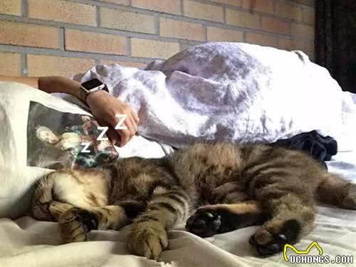 想养宠却在纠结养猫还是养狗?不妨来看看这两种截然不同的生活