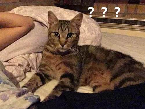 想养宠却在纠结养猫还是养狗?不妨来看看这两种截然不同的生活