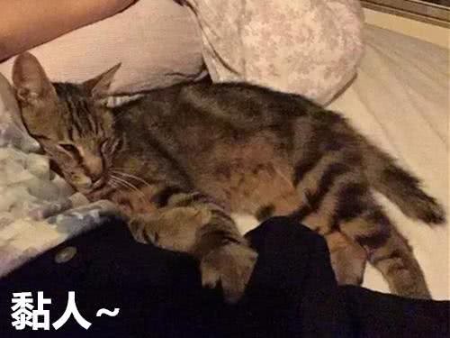 想养宠却在纠结养猫还是养狗?不妨来看看这两种截然不同的生活