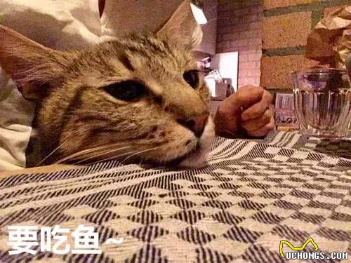想养宠却在纠结养猫还是养狗?不妨来看看这两种截然不同的生活