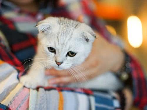 想养宠却在纠结养猫还是养狗?不妨来看看这两种截然不同的生活